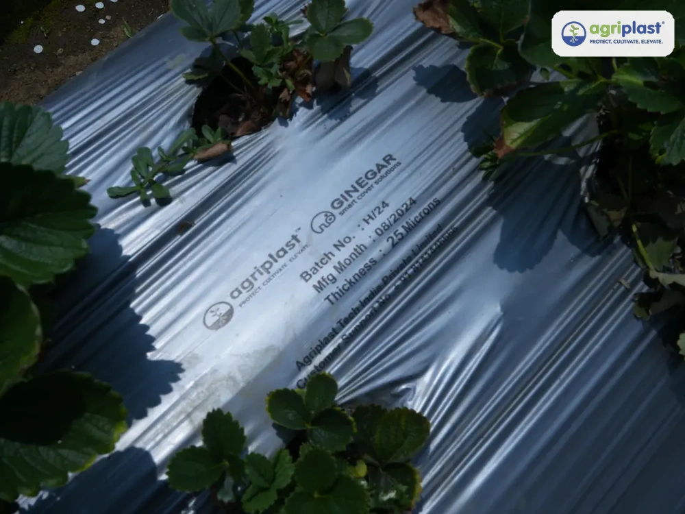 Agriplast Ginegar 25-micron silver-black mulching film on strawberry beds &mdash; batch H/24, manufactured August 2024